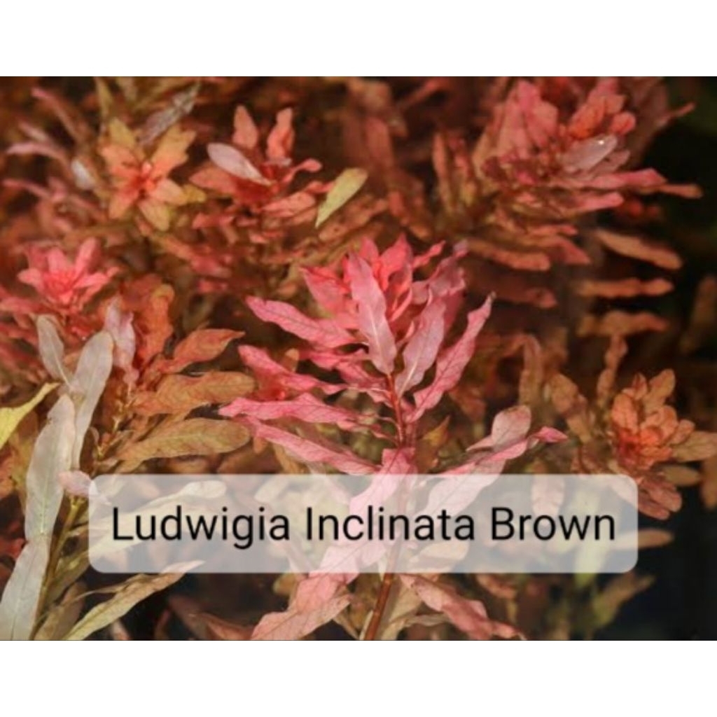 Tanaman Ludwigia Inclinata Brown