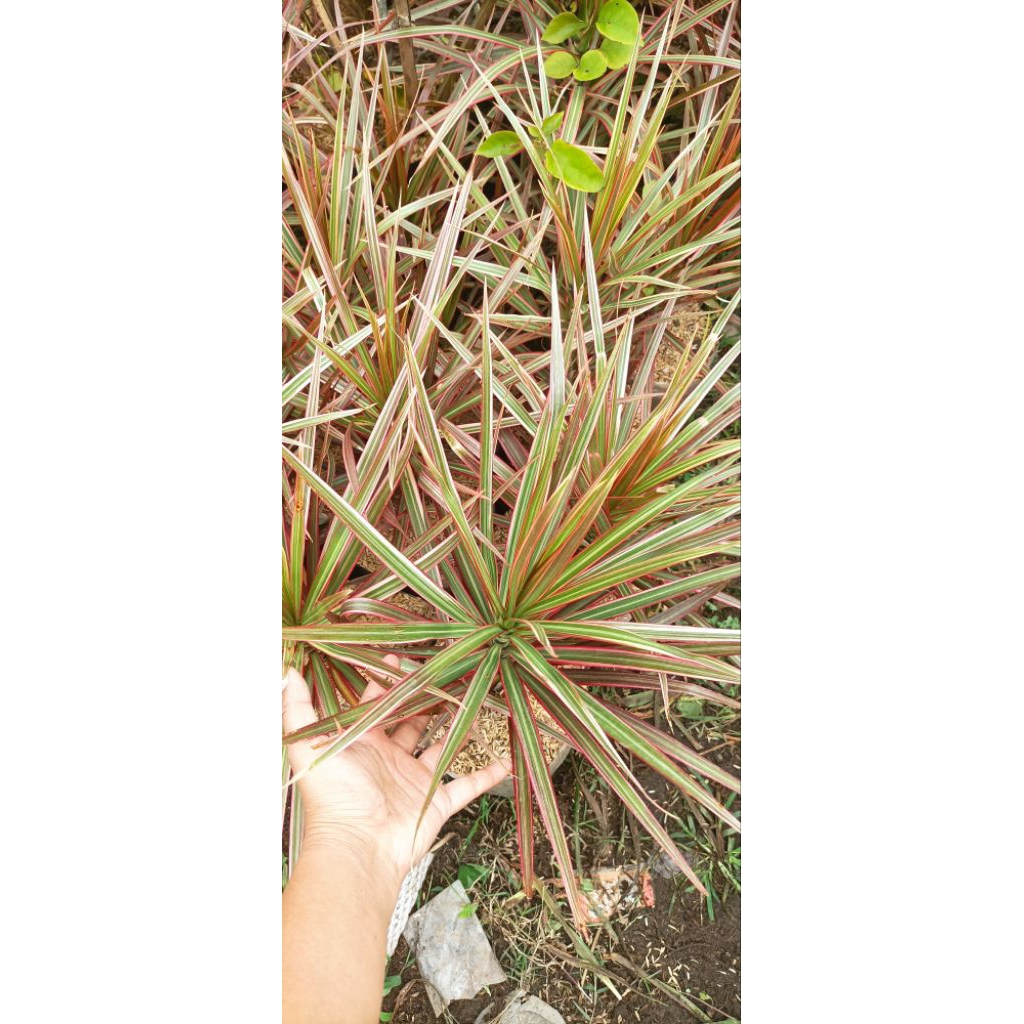 tanaman bunga hias tricolor merah/dracaena tricolor