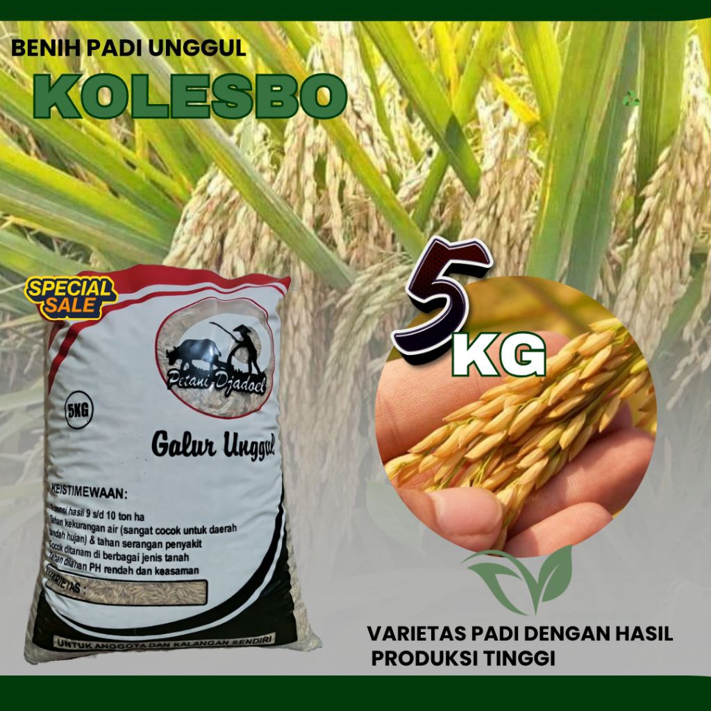 benih padi unggul kolosebo benih padi kemasan 5kg