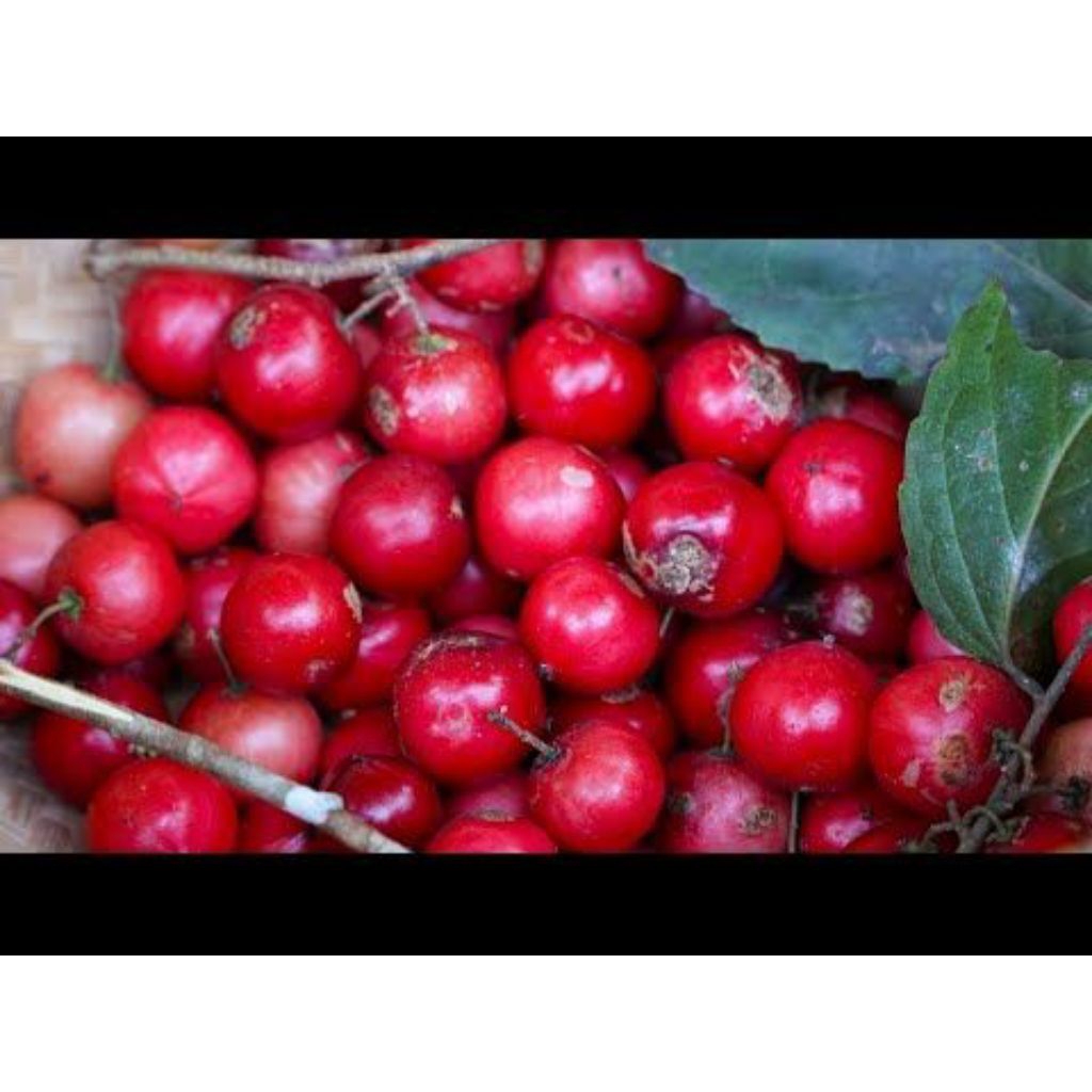 buah lobi lobi atau loba lobi 500 gr