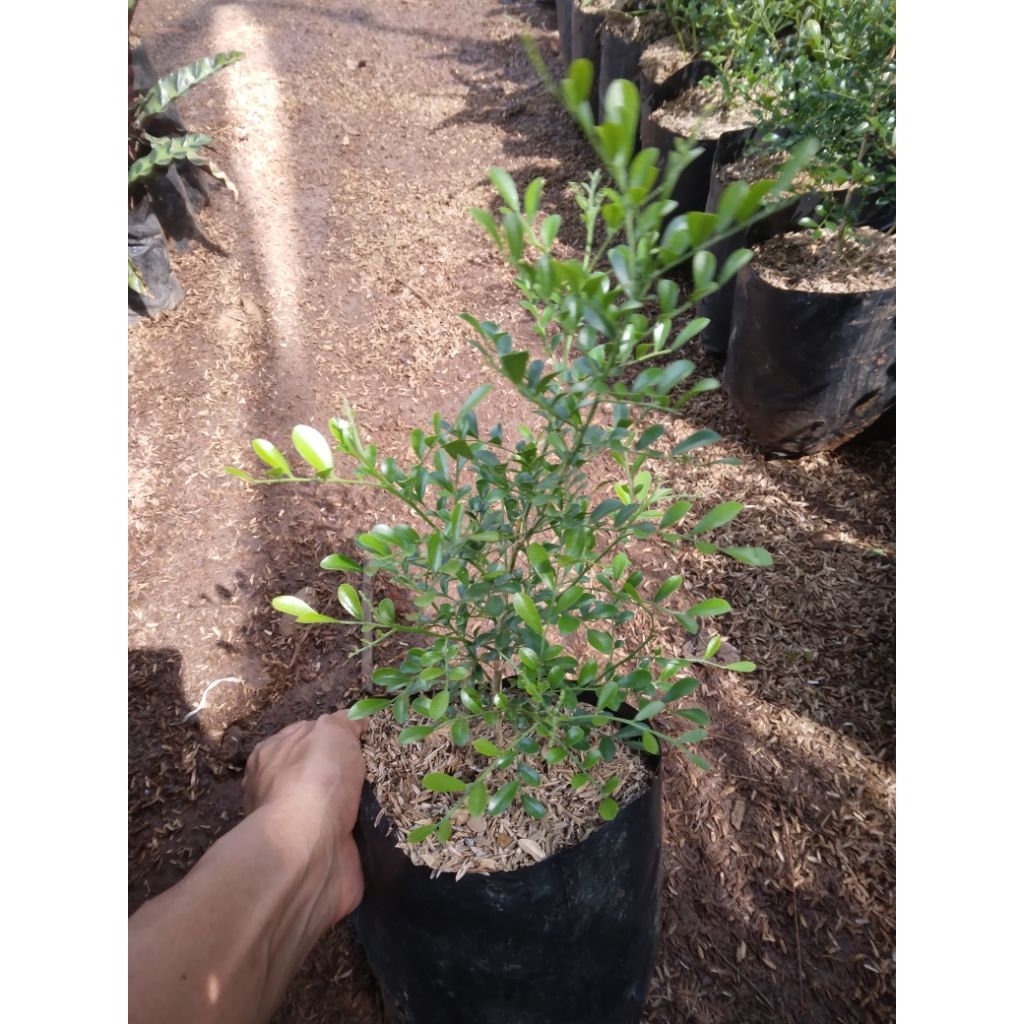 tanaman hias bunga kemuning microtik tanam bonsai kemuning  daun halus pohin bunga wangi kemuning mi