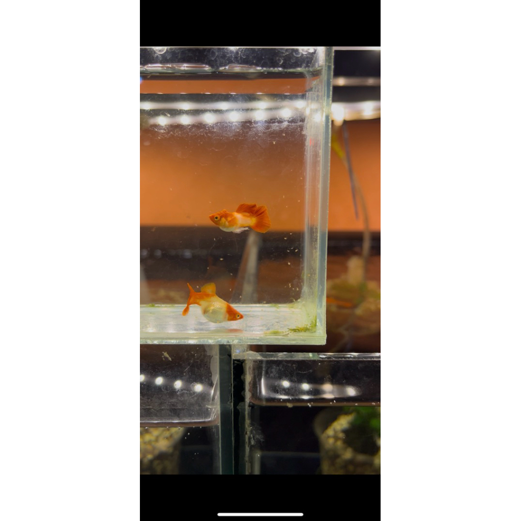 IKAN GUPPY BLONDE KOI RED EAR TRIO