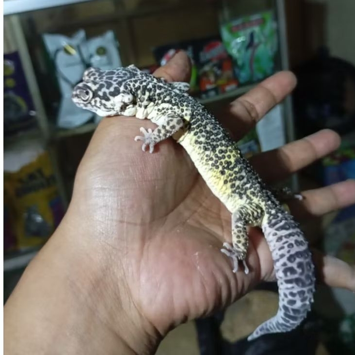 gecko jantan dewasa kadal gurun tokek gurun
