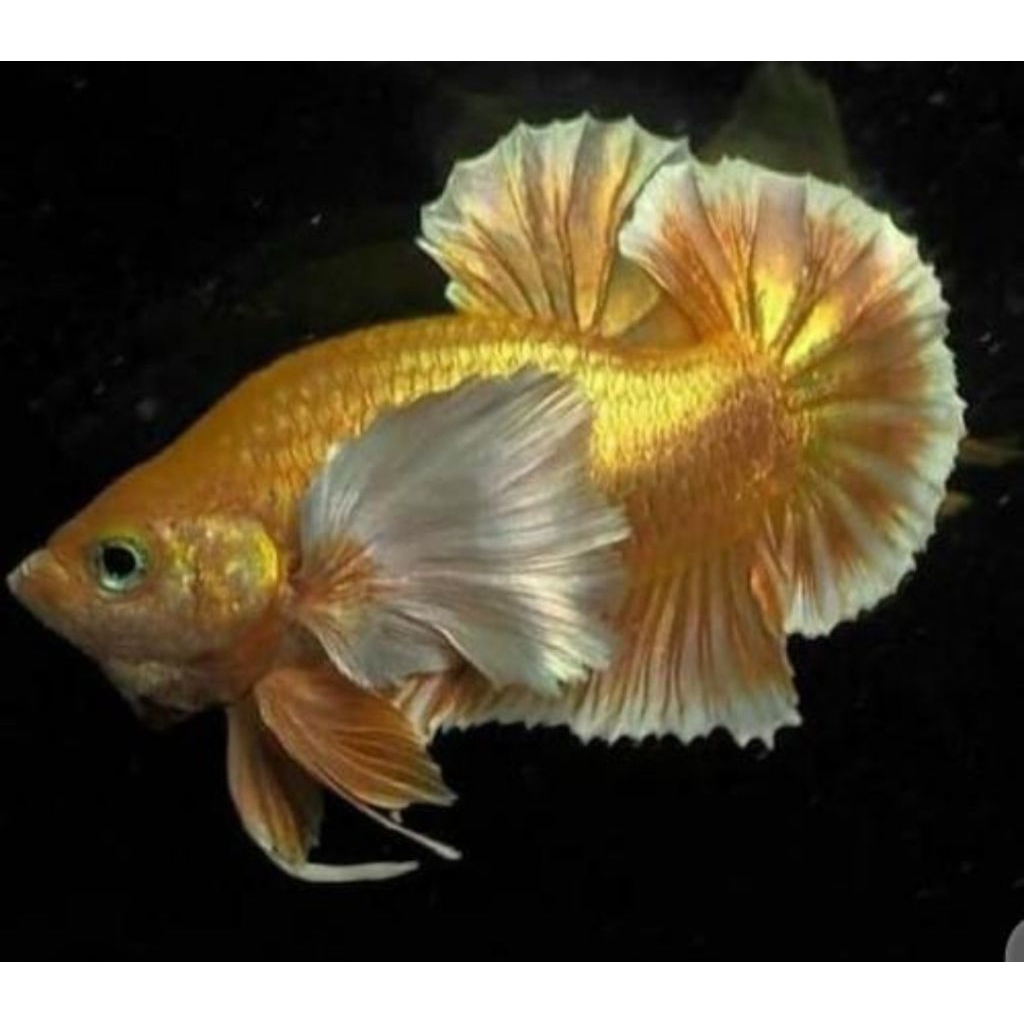ikan cupang dumbo ear super gold vvip dewasa indukan .male / jantan grosir