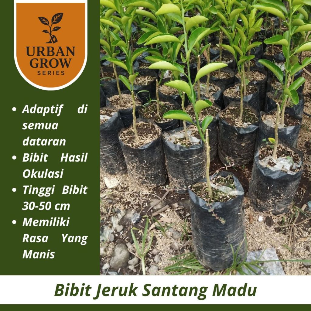 Pohon Jeruk Santang Madu / Tanaman Jeruk Santang Madu / Benih Jeruk Santang Madu
