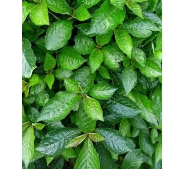 Daun Keji Beling Daun keji beling 50Lembar