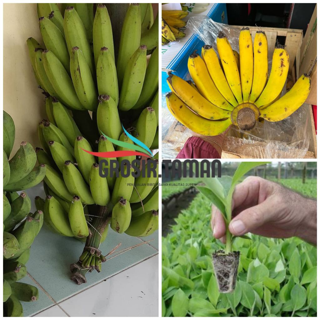 Bibit Pisang Raja Bandung BERKUALITAS SUPER UNGGUL