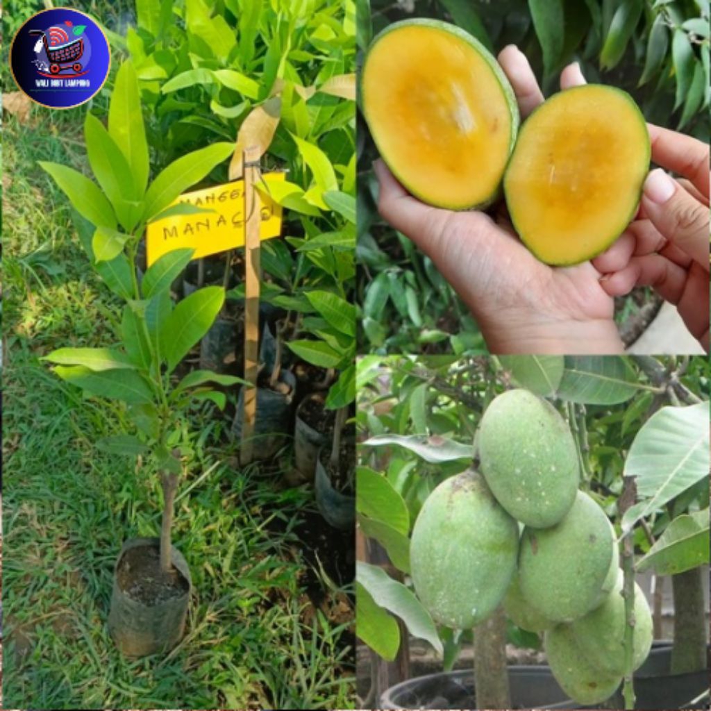 Bibit mangga madu manalagi bibit mangga manalagi okulasi super genjah cepat berbuah