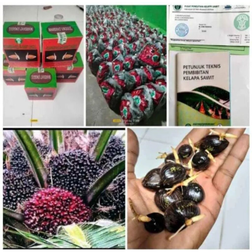 bibit Kecambah sawit marehat dumpy