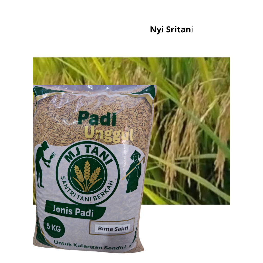 Benih bibit padi Bima Sakti Kemasan 5 Kg berkualitas original