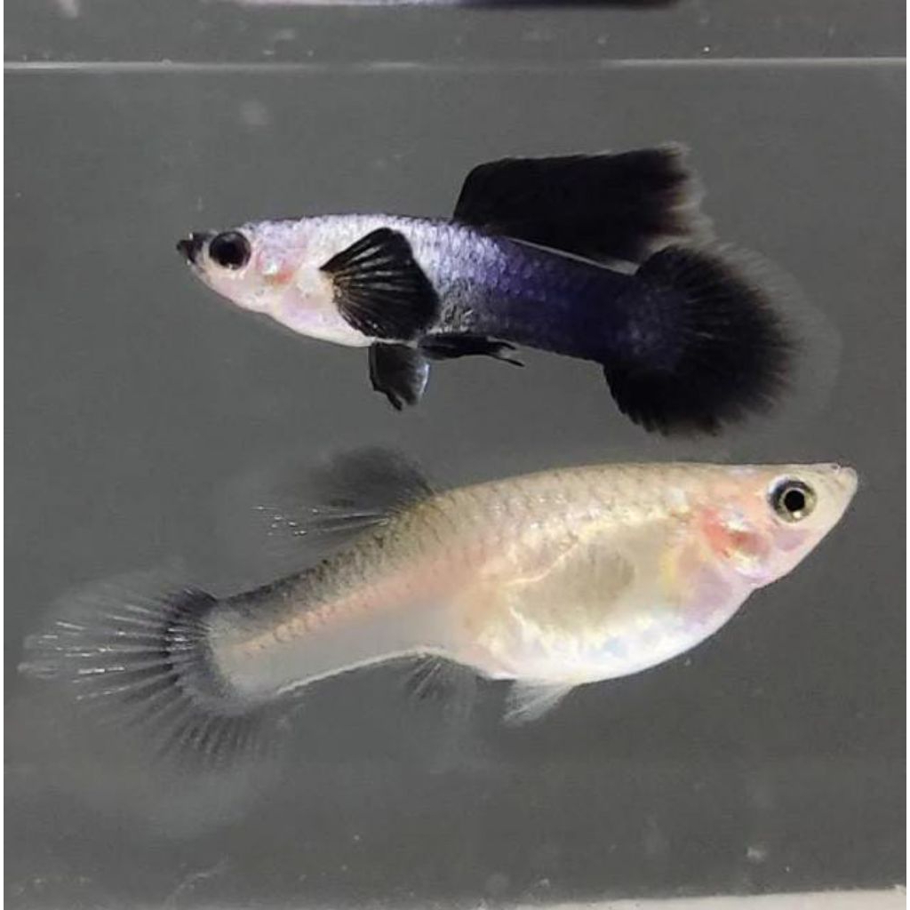 hiasan aquarium Guppy mini panda