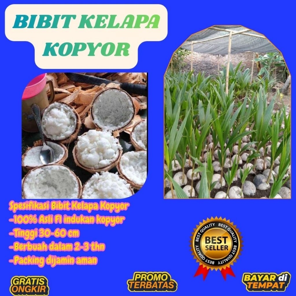 100 % ASLI  Pohon Kelapa Kopyor, Pohon Kelapa Kopyor Asli, Pohon Kelapa Kopyor Bersertifikat