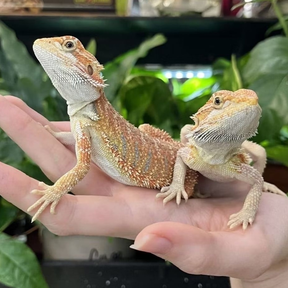 BABY BEARDED DRAGON - Mainan Anak Bayi Bearded Dragon Jinak Lucu Bisa Dipegang Handle Lizzard Gecko 