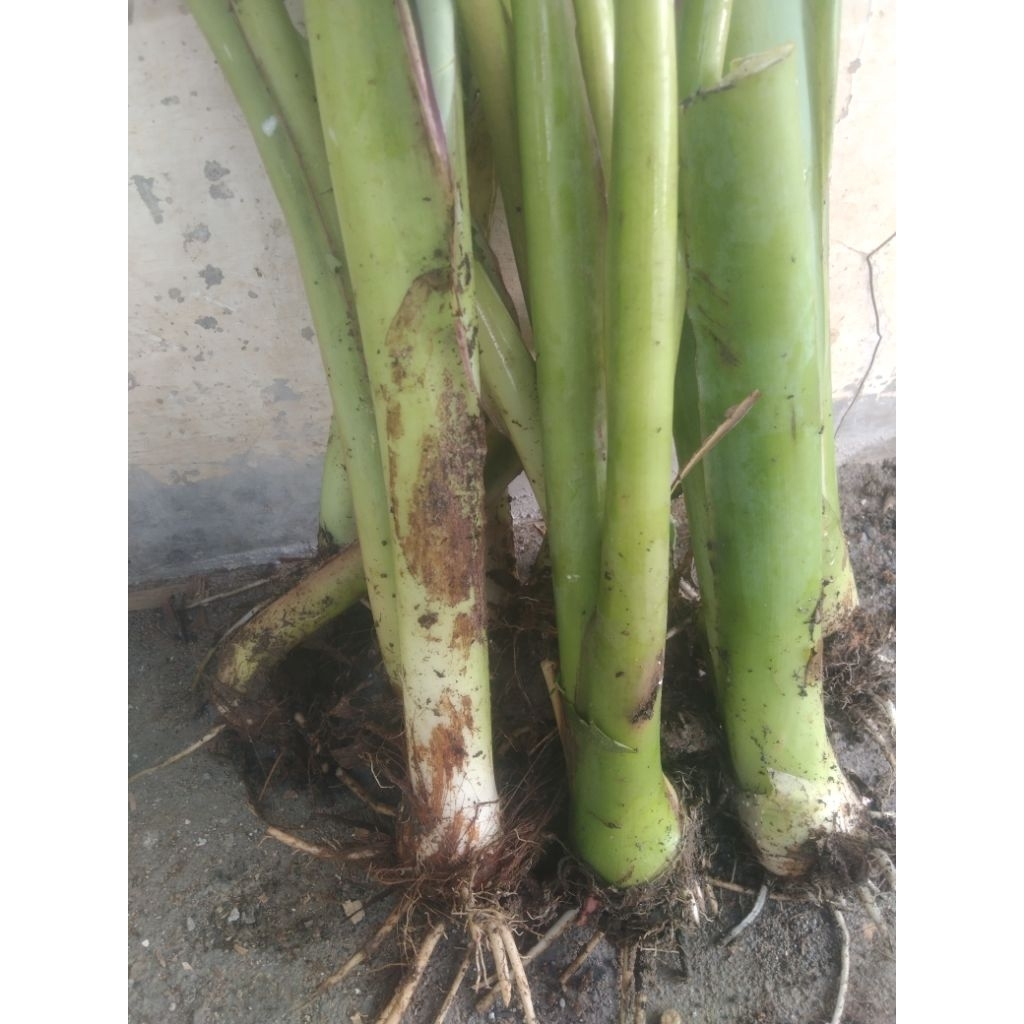 bibit talas darat bibit unggul talas umbi super jumbo/10bibit