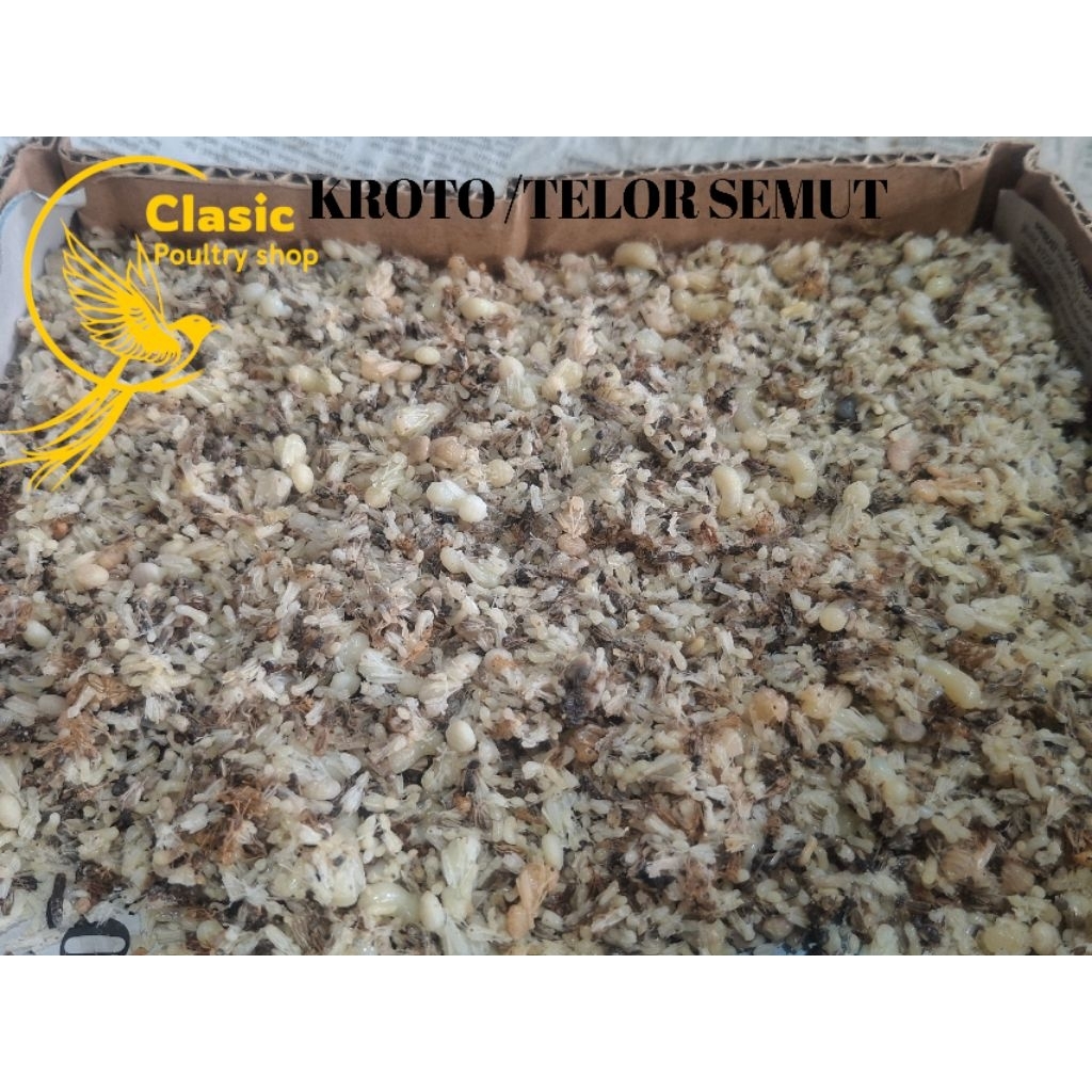 KROTO / TELOR SEMUT