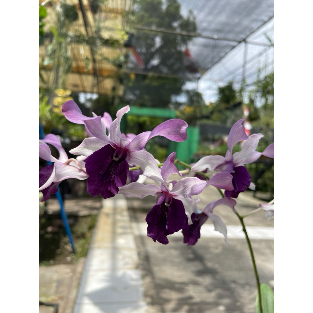 ( Dewasa ) Anggrek Dendrobium inaraya blue