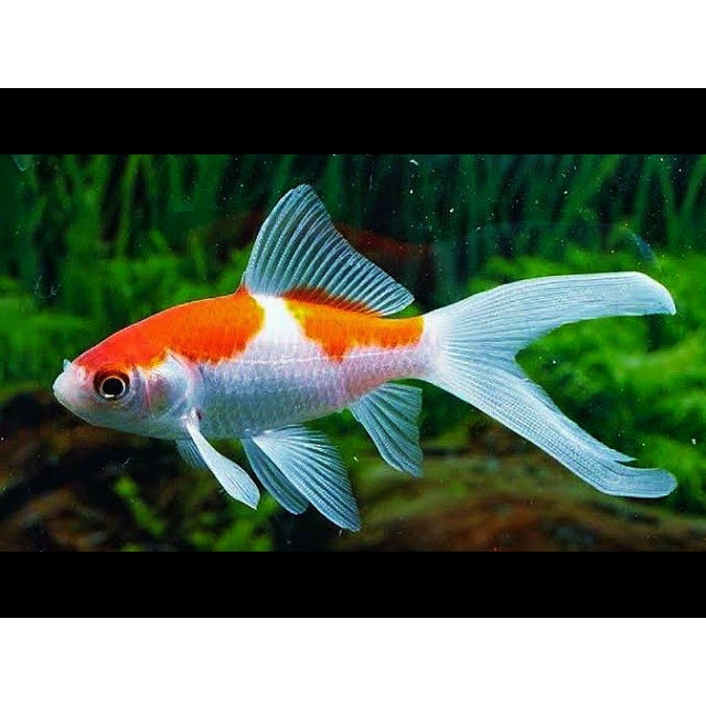 paket 2 pcs komet slayer ekor panjang perhiasan aquarium cantik