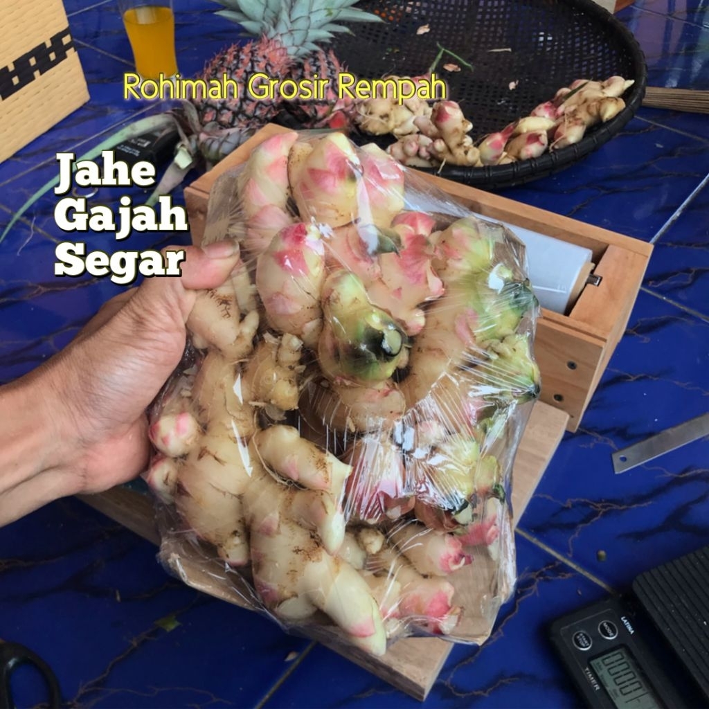 JAHE GAJAH SEGAR / JAHE GAJAH BERKUALITAS