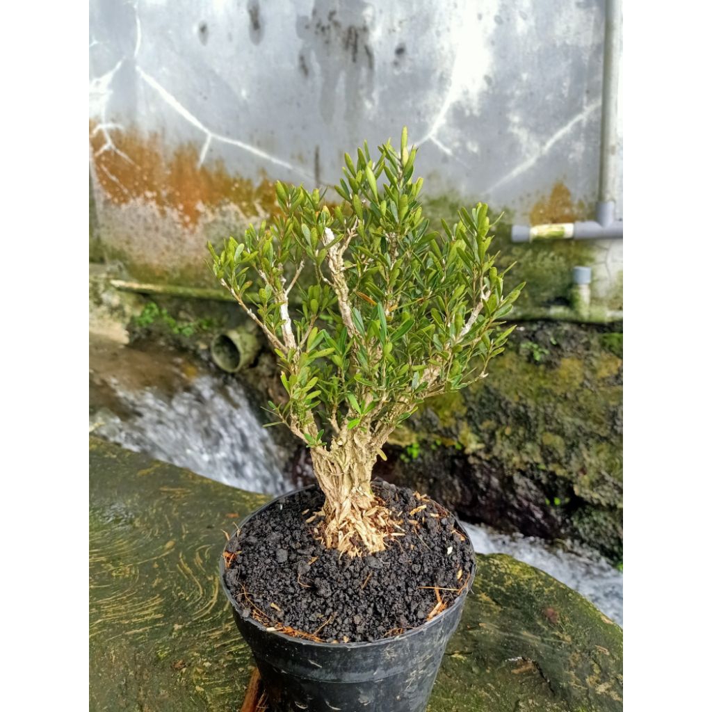 BOXUS HERLANDI UKURAN MAME