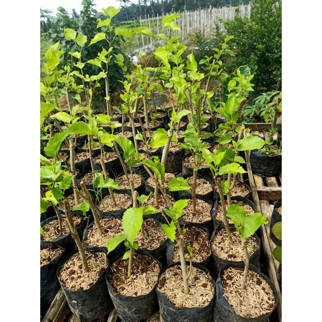 BAHAN BONSAI BUAH MULBERRY/MURBEI