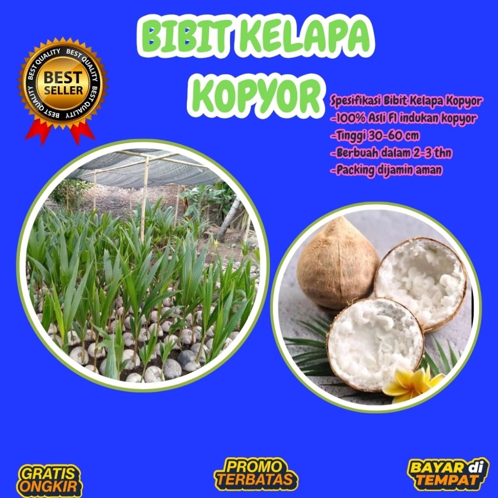 KUALITAS UNGGULAN  Bibit Kelapa Kopyor Madu, Bibit Kelapa Kopyor Super, Bibit Kelapa Kopyor Terdekat