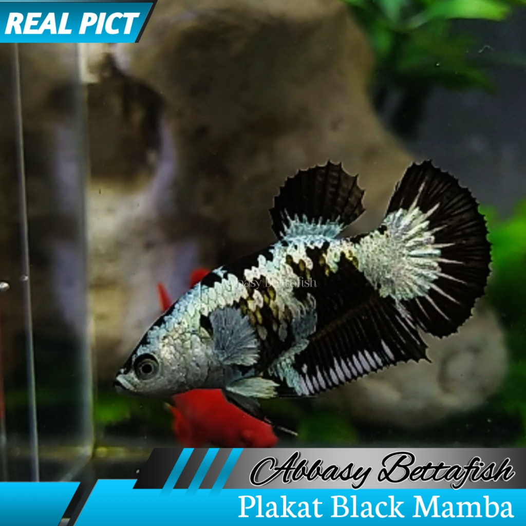 Plakat Black Mamba/Samurai Betina Female Real Picture