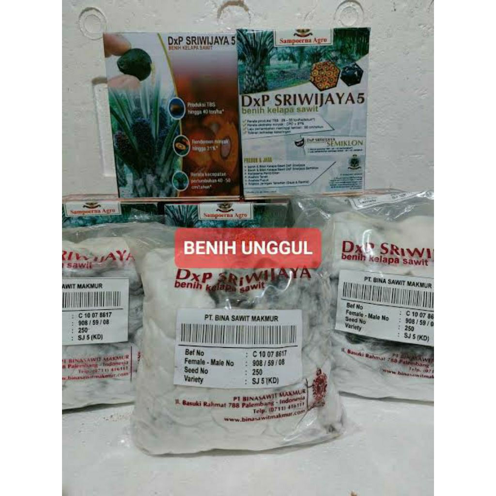 bibit sawit/polong/Sriwijaya/SJ5/unggul