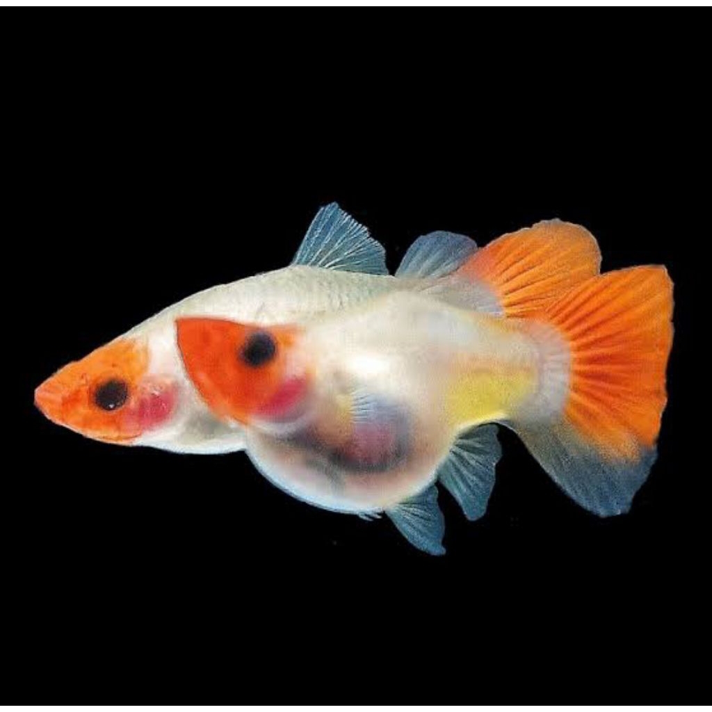 stiker ss koi glasbely