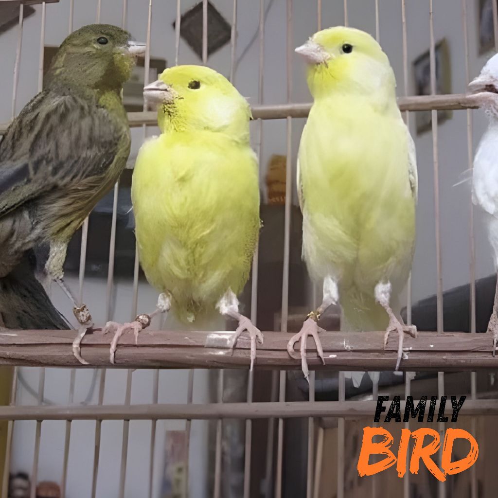 Kenari Paud Riwikan Garansi Jantan