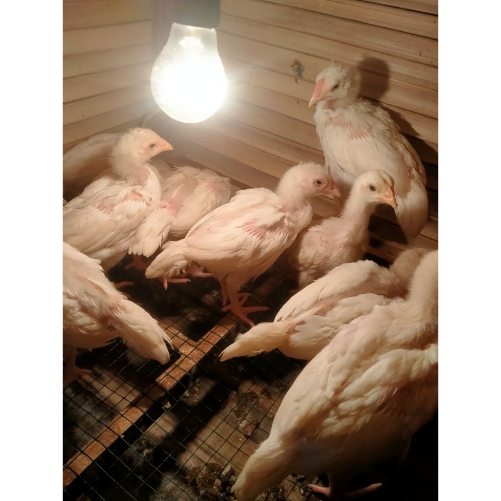 anak ayam bangkok putih mulus tembus