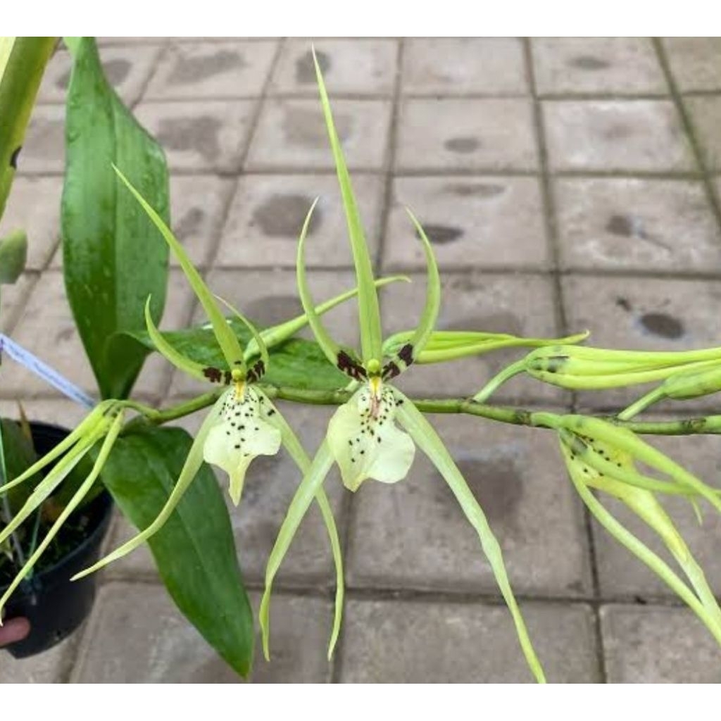Oncydium Brassia Green