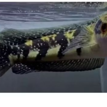 [ MINYAK.IKAN ]  GREEN MARULIUS KALTARA PRIGINAL 18-20CM