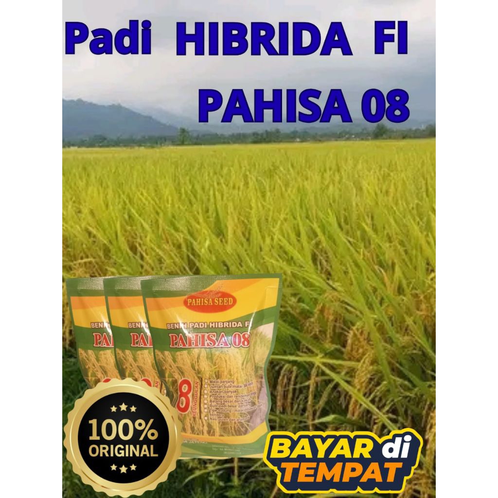 Benih Padi Hibrida Pahisa 08 - 1Kg