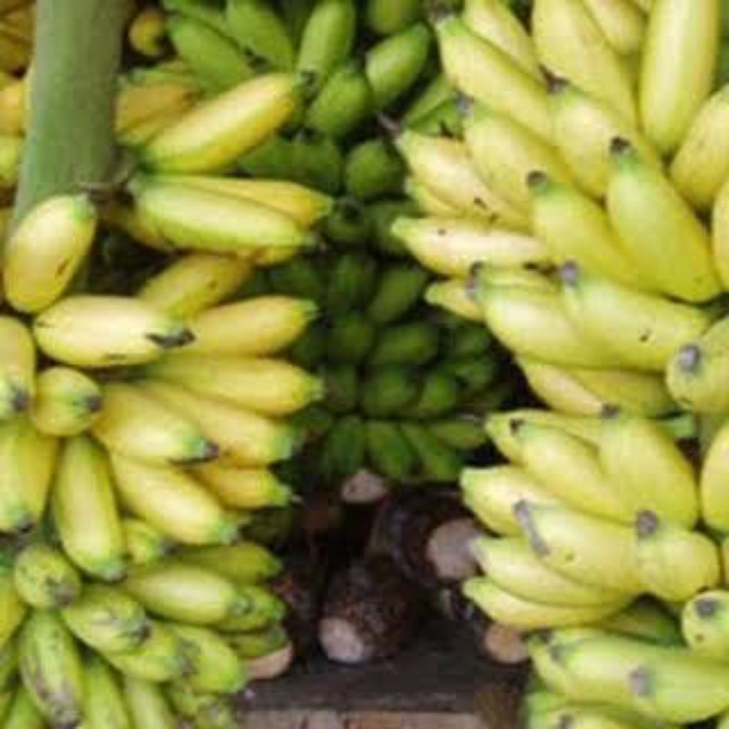 pisang lampung 1 tandan fresh