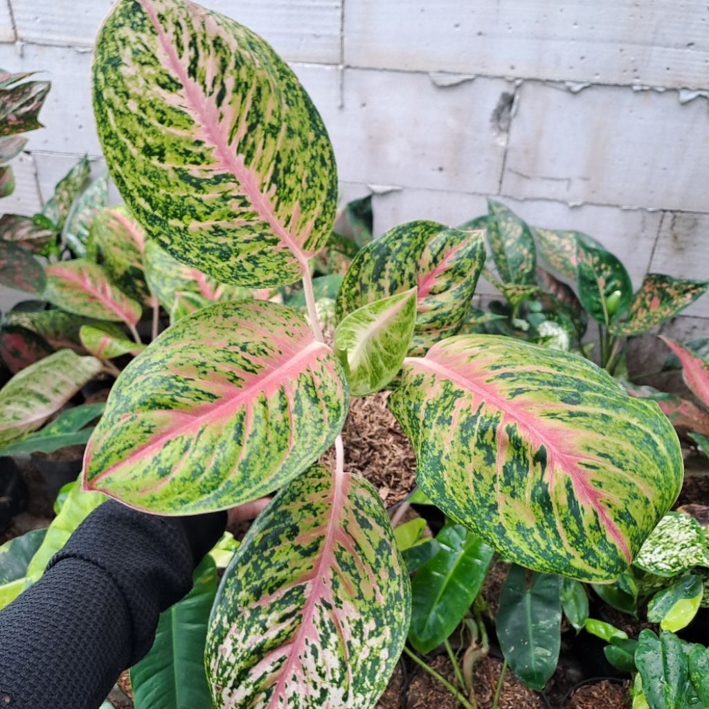 Tanaman hias aglonema big papa - aglo big papa