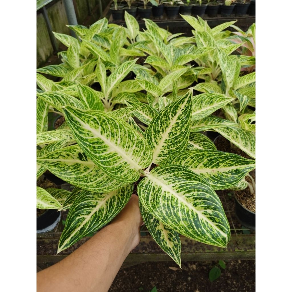 Aglaonema Legacy Putih