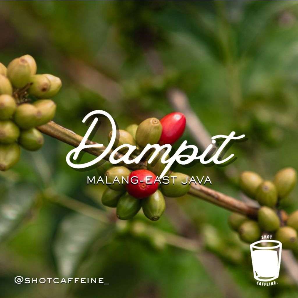 Roasted Beans Robusta Dampit Malang