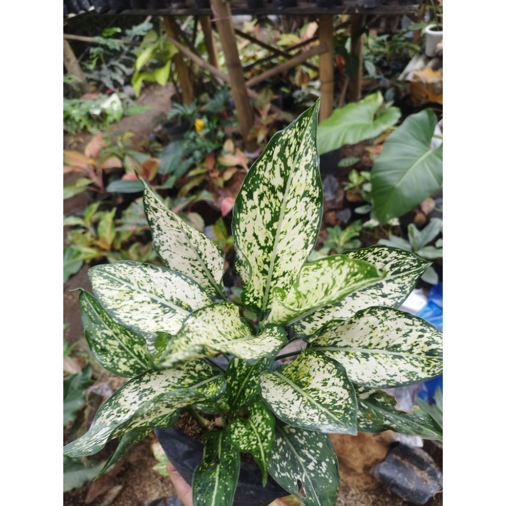 (New) Aglonema Snow White - Indukan Jumbo