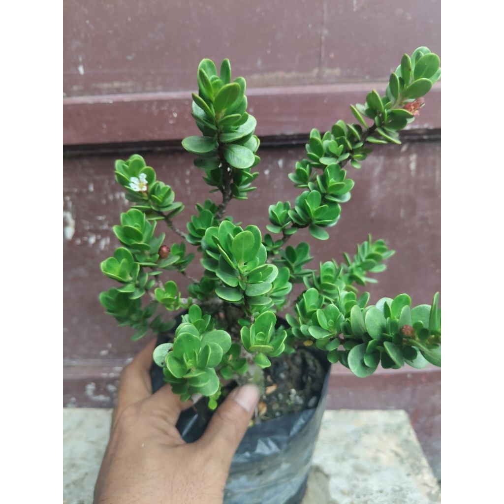 (sesuai gambar) santigi mawar daun bulat