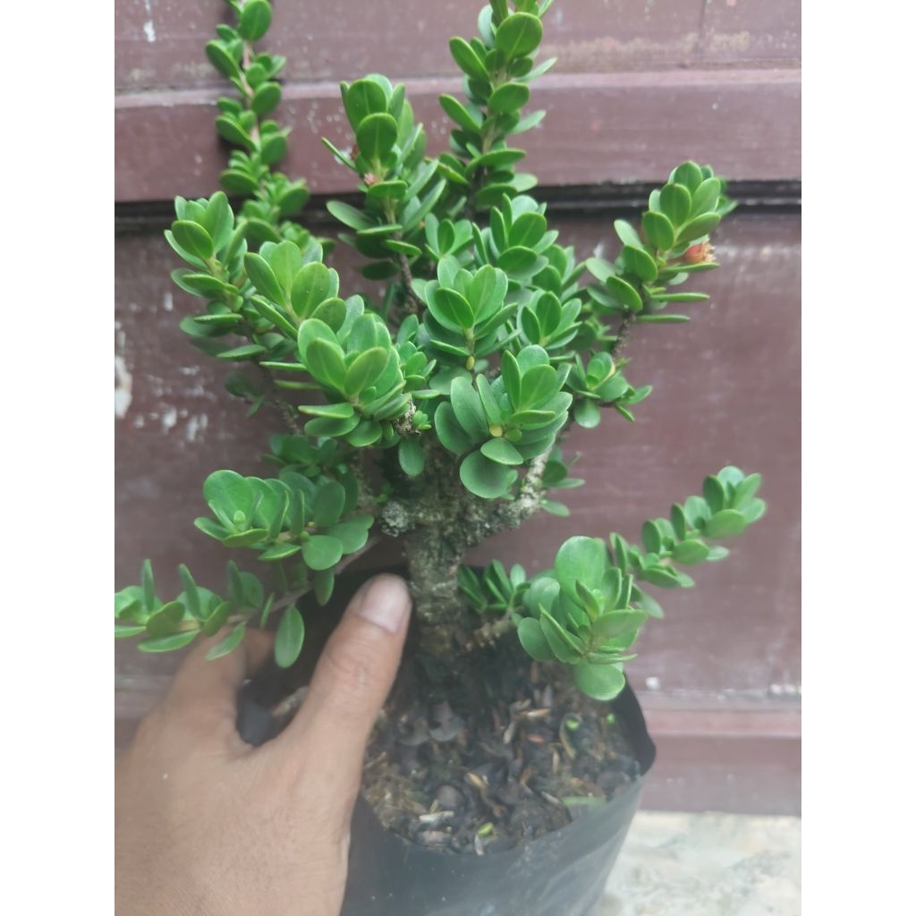 (sesuai gambar) Santigi mawar daun bulat