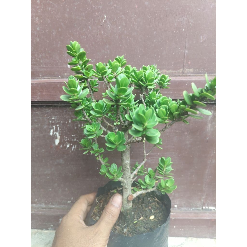 (sesuai gambar) Santigi mawar daun bulat