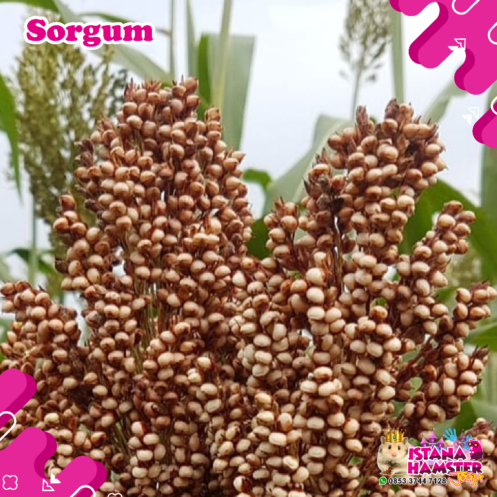 Red Sorghum Sprays Hamster | Pakan Hamster Sorgum Cantel Gandrung
