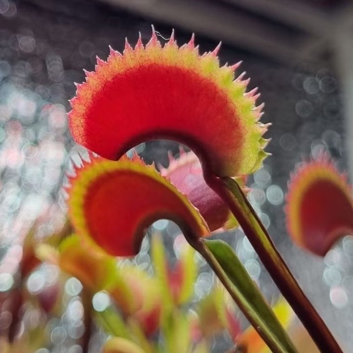 [Collector Item] Tanaman Karnivora Pemakan Serangga Venus Fly Trap "RED DENTATE"