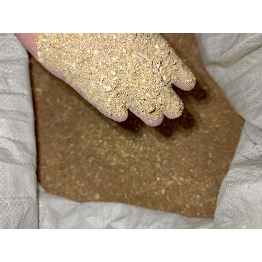 pakan ayam petelur fase grower