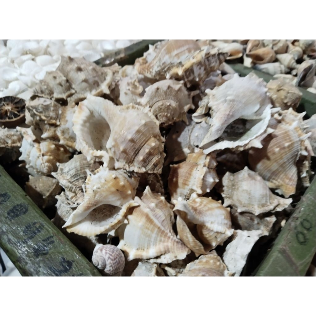 Kerang Duri Hiasan Dekorasi Kerang Laut 100 Gram - Shell