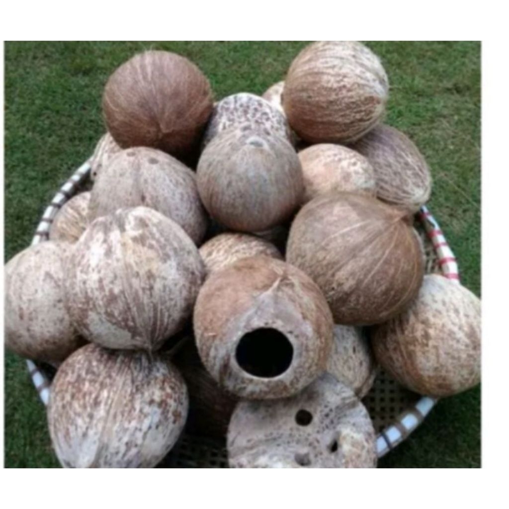 Batong Kelapa kowong batok bajing