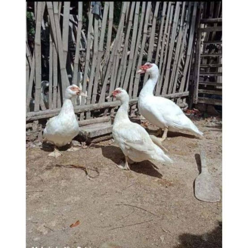 Entok Jumbo Indukan Siyap Produksi Siyap Bertelur