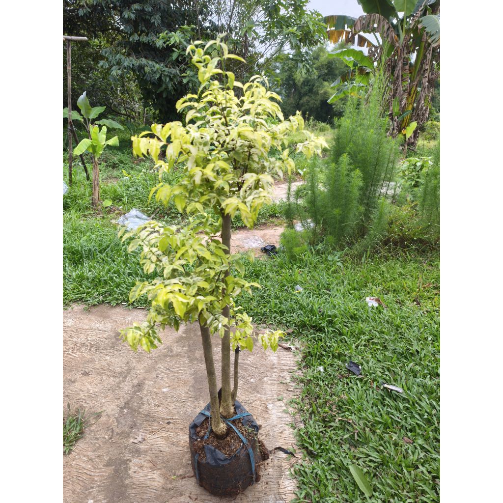 Tanaman Bonsai Anting Putri Tinggi 1 meter  - Bonsai Anting Putri