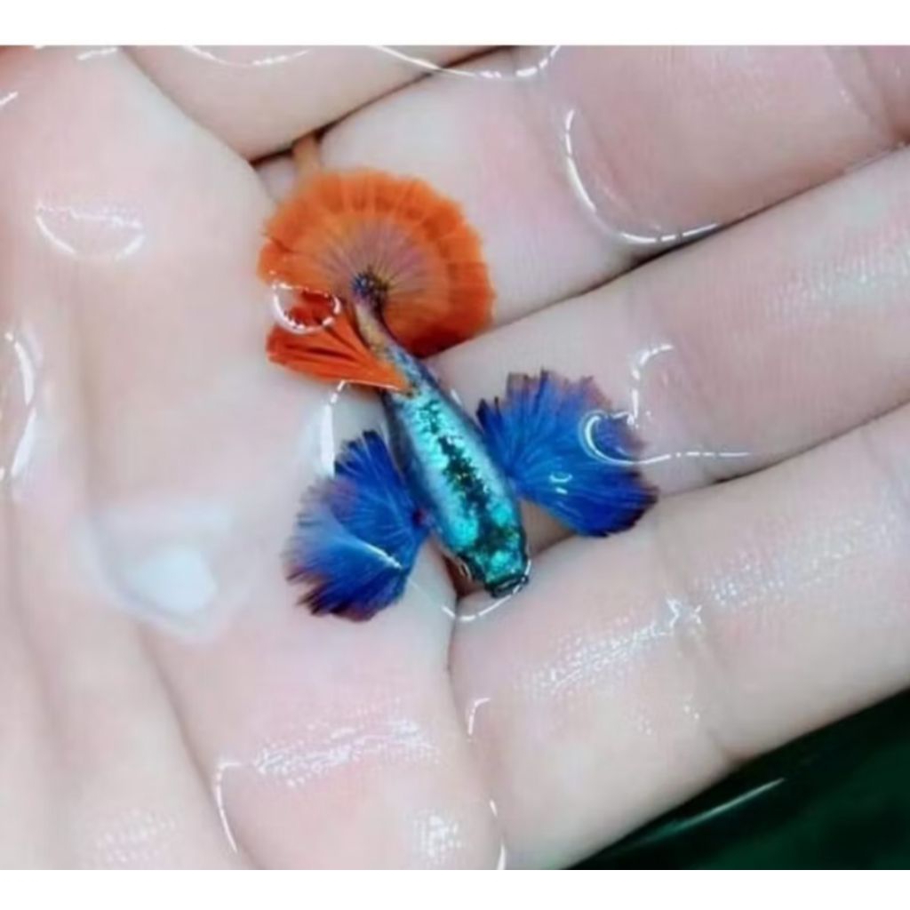Guppy(prtde)hm