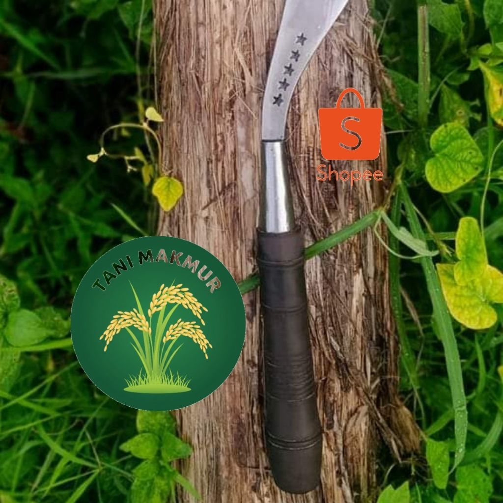 kualitas premium arit rumput bintang 5 Madura